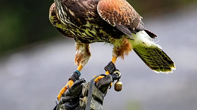 Army Veteran Uses Falconry to Aid Mental Health Recovery