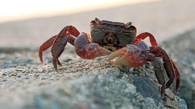 Christmas Island Residents Use Garden Tools to Aid Red Crab Migration