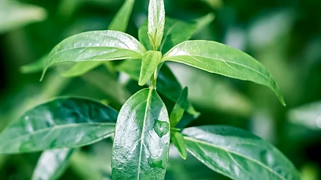 Mankai Plant Offers Nutritional and Cognitive Benefits