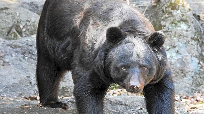 Bears Spotted in Encino Neighborhood Trees, Attracting Onlookers