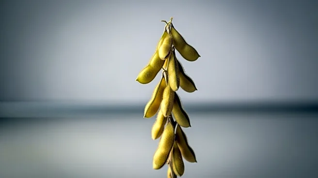 Soybeans Show Strength Amid Market Pressures