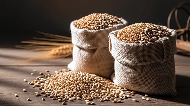 Jordan Issues Tender for 120,000 Tons of Feed Barley Amid Previous Tender Failure