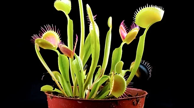 Terro Fruit Fly Traps Discounted on Amazon, Offering Relief for Homeowners