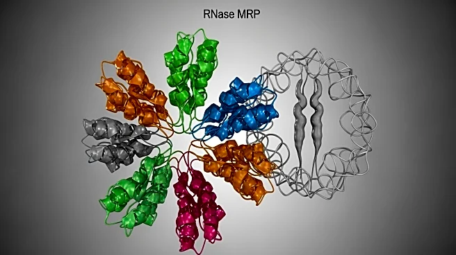 RNase MRP Subunit Composition and Its Role in 40S Ribosome Biogenesis Explored