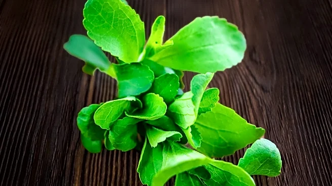 Researchers Explore Stevia's Role in Enhancing Hair Regrowth Treatments