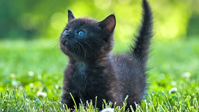 Pennsylvania Cat Owner Discovers Kitten's True Nature After Recovery
