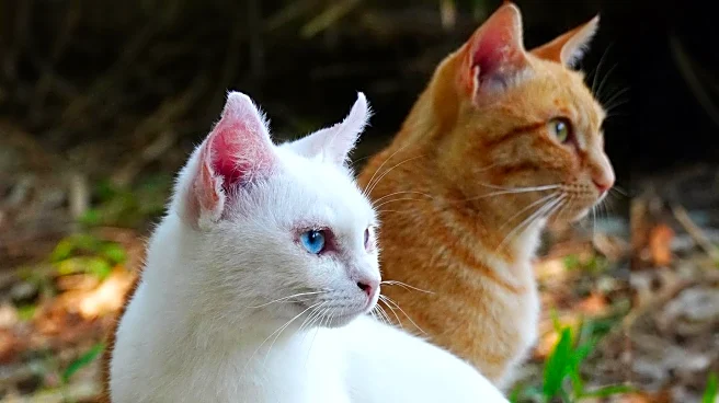 Family's Act of Kindness Leads to Stray Cat Bringing Kittens Home