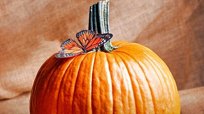 Pumpkin Enthusiasts Battle Squirrels with Creative Deterrents