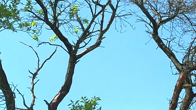 Study Reveals Public's Positive Perception of Dead and Decaying Trees