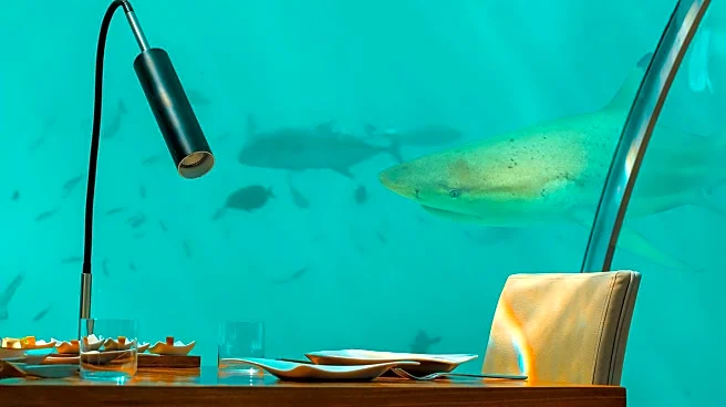 Fish Tank Bursts at Restaurant, Customers Receive Comped Meals
