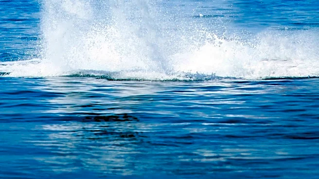 Viral Video Captures Stunning Dolphin Stampede Near San Diego