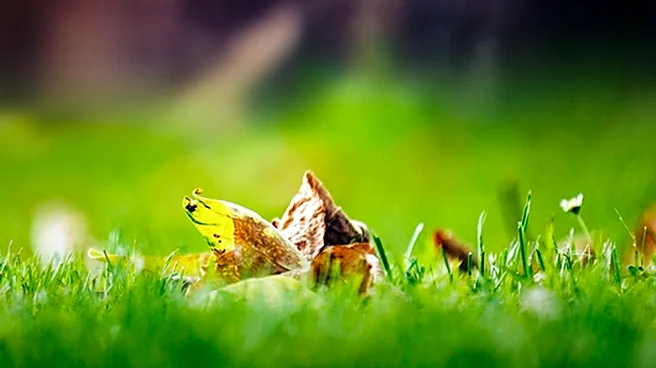 Benefits of Fallen Leaves on Lawns Highlighted for Homeowners