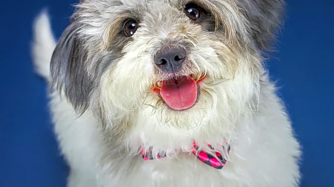 Pet Haven Rescues Dottie from Garbage Heap, Seeks Forever Home