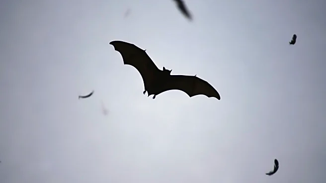 Study Reveals Bats' Unique Hunting Techniques on Birds