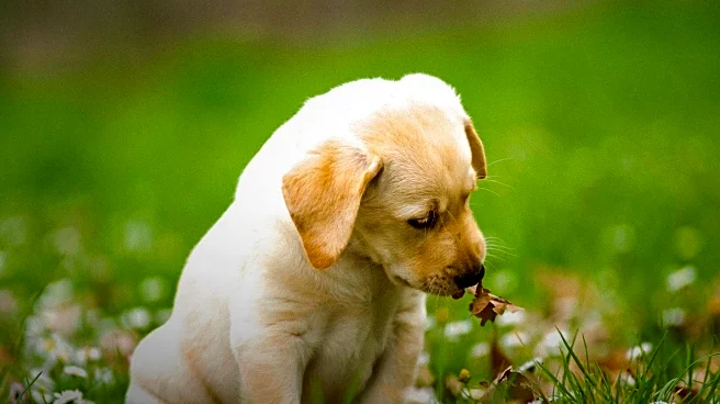 Labrador Puppy Takes First Steps After Leg Amputation, Captivating Online Audience