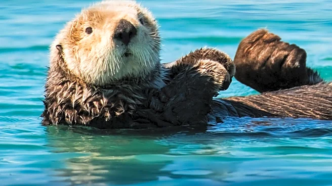 Taylor Swift's Support for Sea Otters Sparks Criticism from Crustacean Advocacy Group
