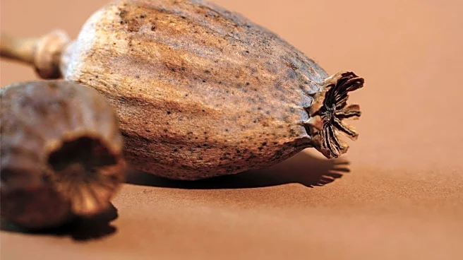 Tenant Discovers Dead Cockroaches, Criticizes Landlord's Inadequate Response