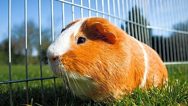 Guinea Pig Sanctuaries Highlight Communication and Care Challenges
