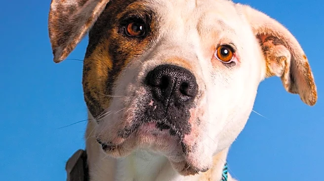 Fulton County Animal Services Facilitates Out-of-State Adoption for Shelter Dog Brutus