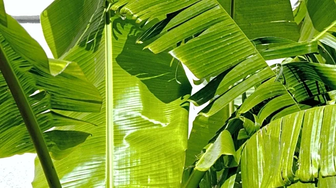Norfolk Botanical Garden Advocates for Plant Conservation Amid Banana Crisis