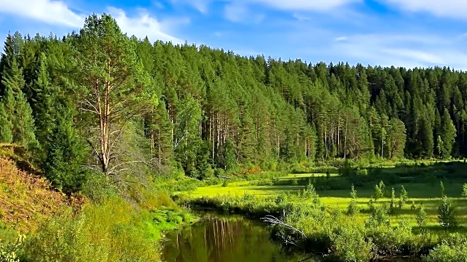 Northumberland Forager Promotes Nature Connection Through Guided Walks