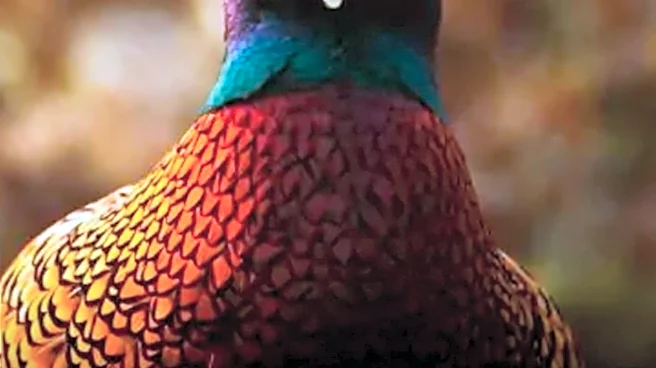 Prince Andrew Organizes Pheasant-Hunting Party Amid Royal Title Controversy