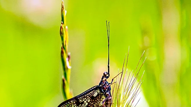 Virginia Vineyard Uses Creative Approach to Combat Spotted Lanternfly Invasion