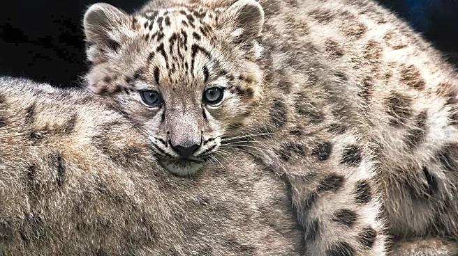 Michigan Zoo Introduces Snow Leopard Cub to Halloween Pumpkin