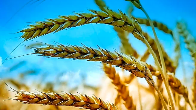 Golden Harvest Festival Promotes Unity in Sacramento