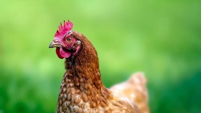Bird Flu Outbreak Prompts Protection Measures at Suffolk Poultry Farm