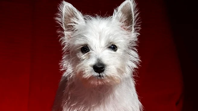 Scottish Dog Owner Discovers West Highland Terrier is Pregnant After Vet Visit