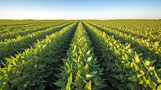 Brazilian Farmers Increase Soybean Production Amid U.S.-China Trade Tensions