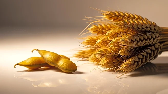 U.S.-China Trade Deal Boosts Soybean and Grain Futures