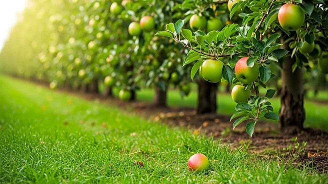 Spring Gully Foods Enters Administration, Impacting 34 Employees