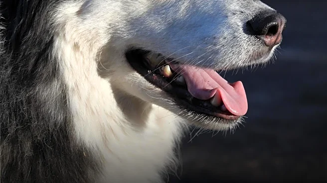 Dogs of Chernobyl Turn Blue, Baffling Caretakers