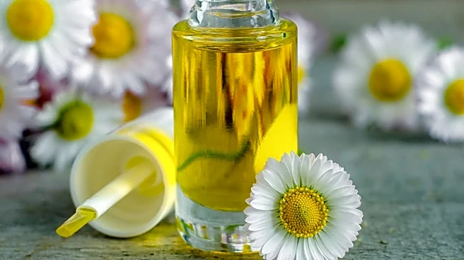 Essential Oils Enhance Vase Life and Quality of Gerbera Cut Flowers
