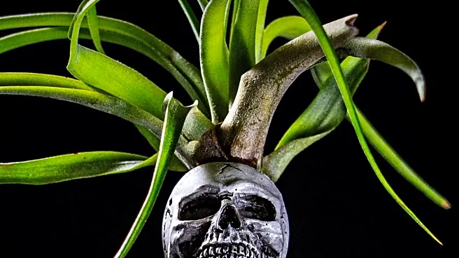 Local Family Introduces New Theme for Skullie the Skeleton