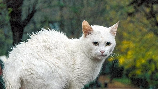 Paralyzed Cat Ryder Captivates Social Media with Daring Park Escape