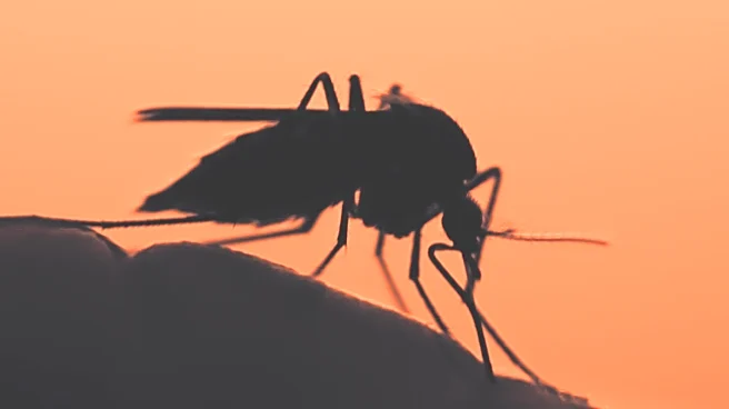 New Gene Drive Strategy Targets Malaria Mosquito Population Control