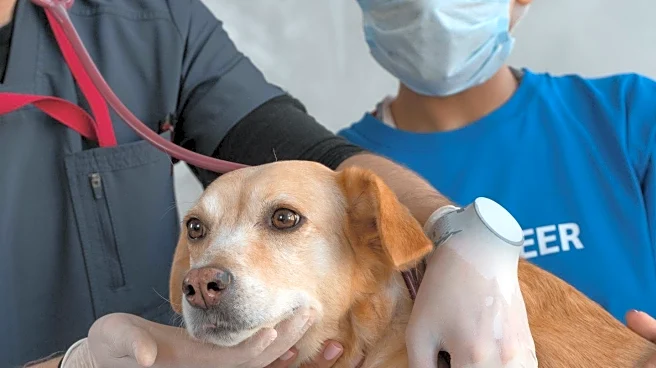 Dog's Shave for Vet Visit Sparks Online Amusement