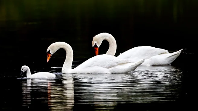 Defra Confirms Bird Flu in Northamptonshire Swans, Raises Biosecurity Concerns