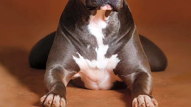 Pit Bull's Bond with Foster Dog Sparks Viral Attention and Adoption Consideration