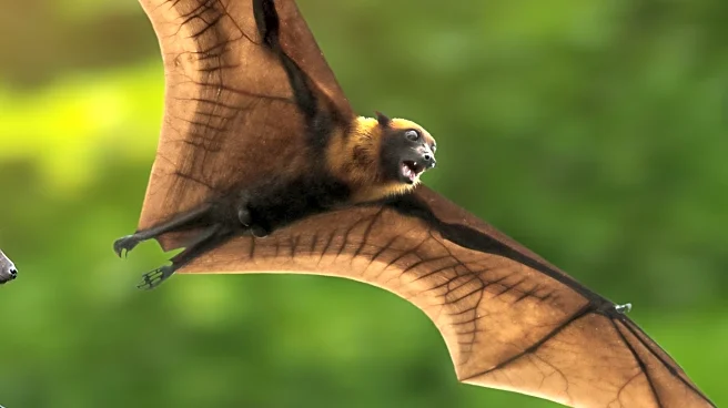 Study Reveals Uneven Distribution of Viral Epidemic Potential Across Bat Species