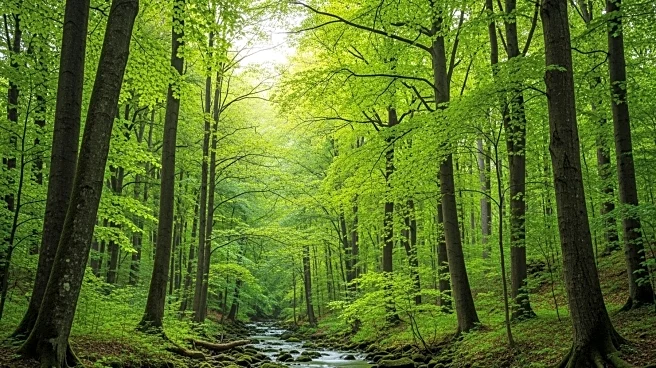 F Forestry Services Expands Forest Management Services to Enhance Land Value