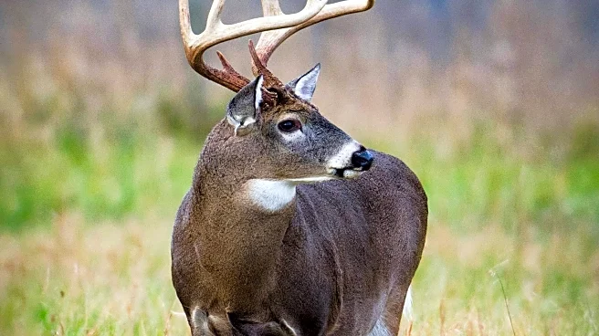 Exploring the Origins of 'Buck Naked' in American English