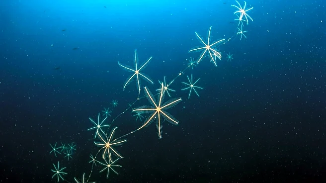 Global Study Reveals Deep-Sea Brittle Stars' Extensive Oceanic Connectivity