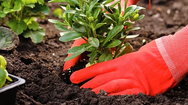 Christianson's Nursery Provides Essential Plant Care Tips for Beginner Gardeners