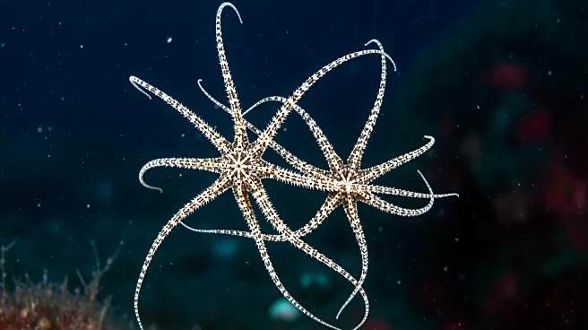 Convergent Evolution in Brittle Stars Shows Deep-Sea Adaptation
