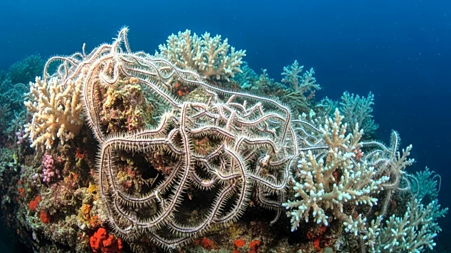Deep-Sea Brittle Stars: Ecosystem Engineers and Biodiversity Indicators