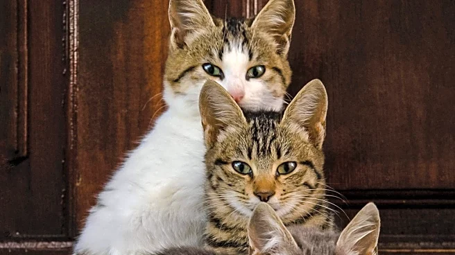 PetSmart Visit Leads to Unexpected Cat Adoption for Family